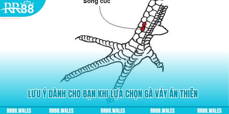 ca xeng how to play roulette at casino